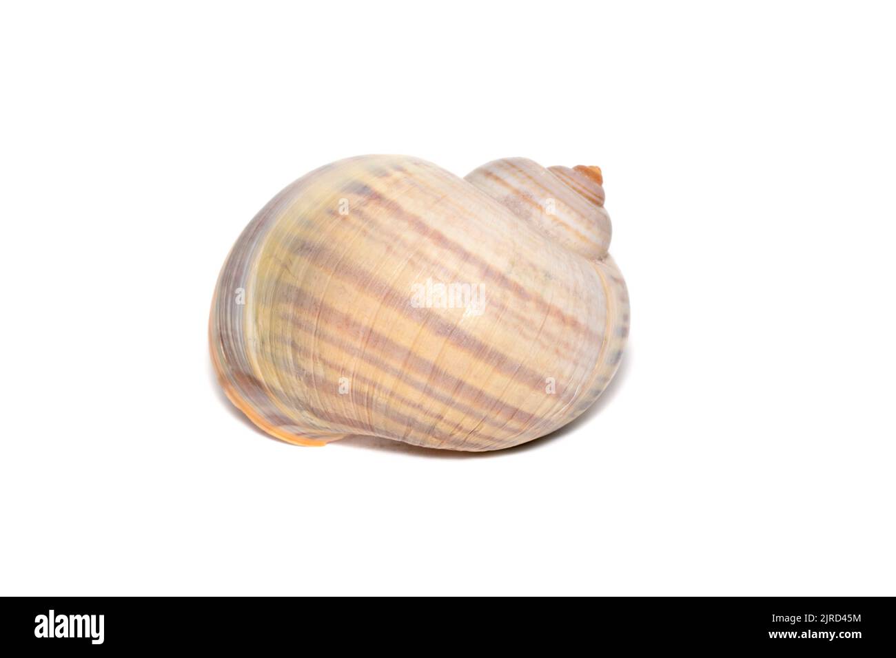 Image of large empty ocean snail shell on a white background. Undersea Animals. Sea shells. Stock Photo