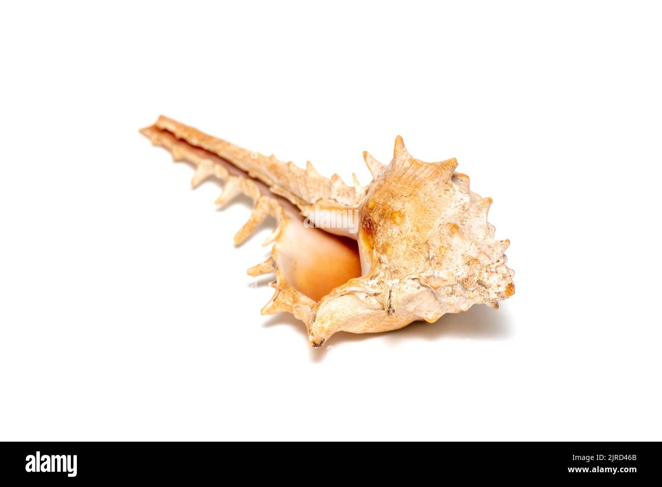 Image of thorn conch shell on a white background. Undersea Animals. Sea
