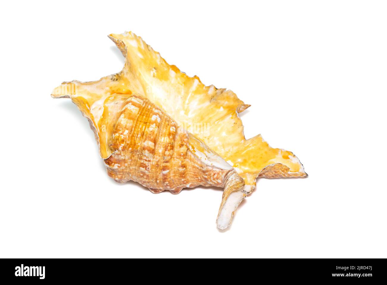 Image of lambis truncata sowerbyi sea shell on a white background. Sea shells. Undersea Animals. Stock Photo