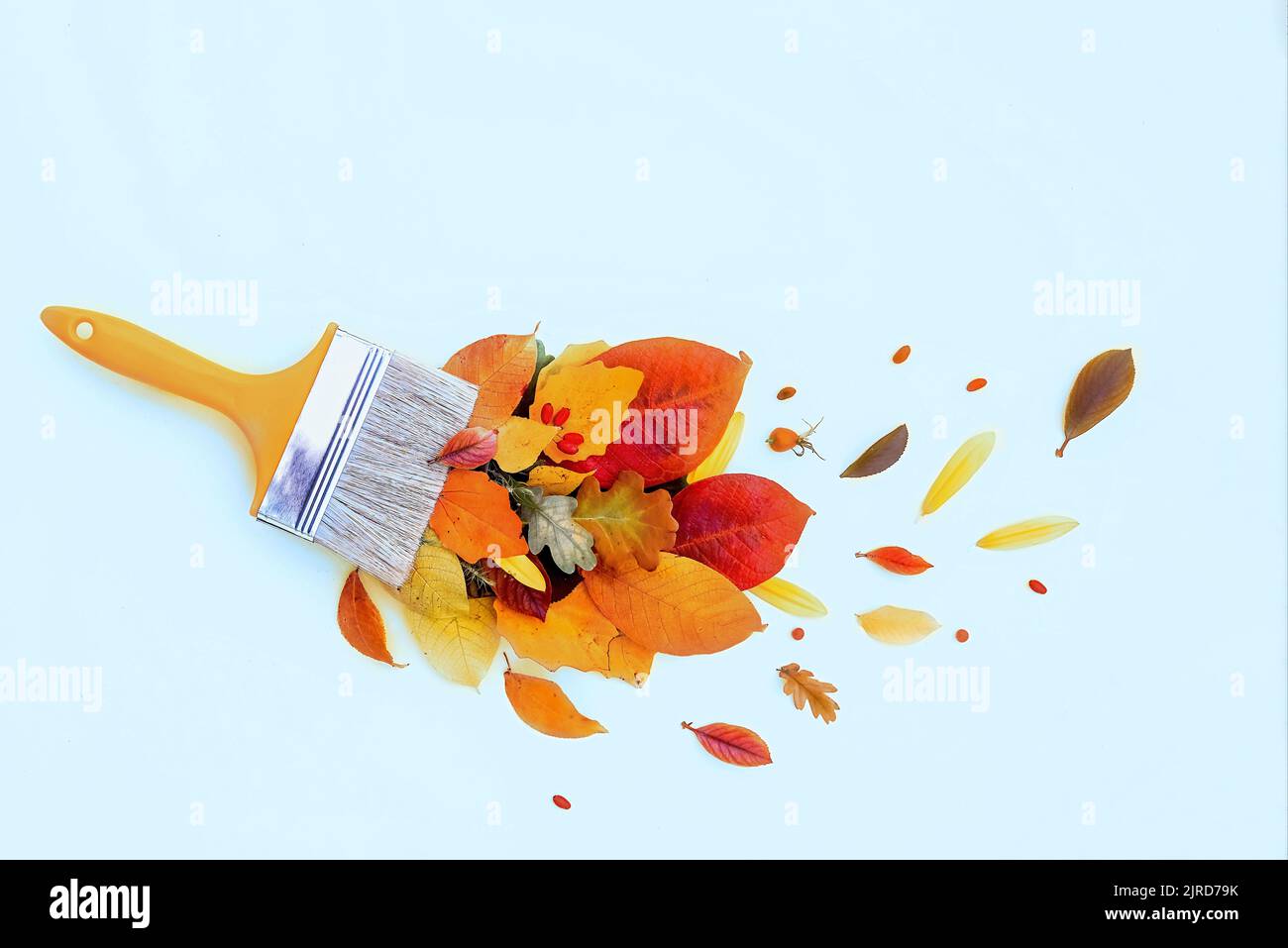 Creative top view flat lay autumn concept composition. Brush, bright multi-colored autumn leaves and flowers on a blue background. Design template lay Stock Photo