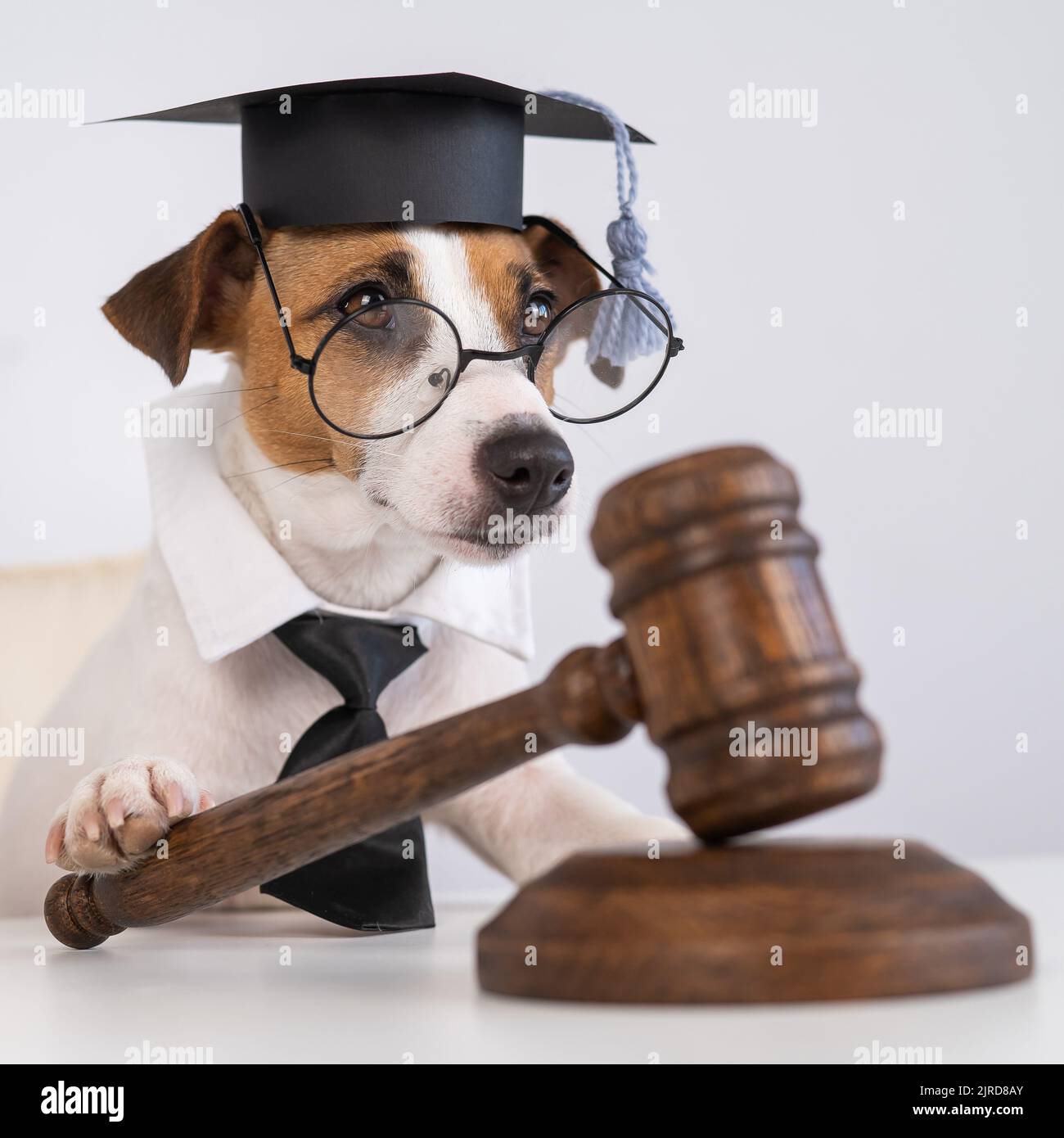 Dog jack russell terrier dressed as a judge and holding a gavel on a white background Stock