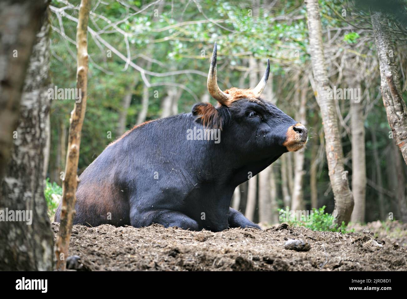 Heck bovine in Lacuniacha Faunistic Park located in Piedrafita de Jaca in the Tena valleys,Huesca,Aragon,Spain Stock Photo