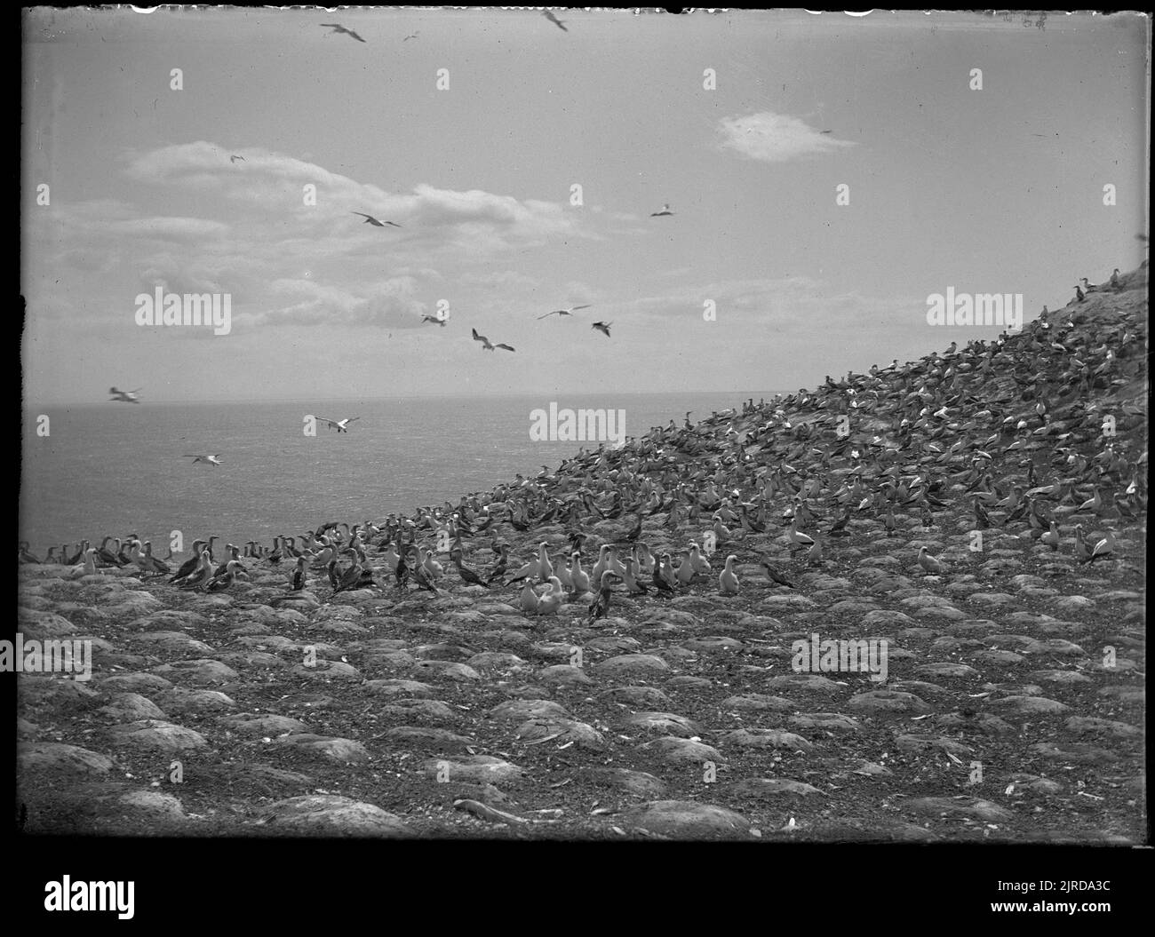 Colony of nests Black and White Stock Photos & Images - Alamy