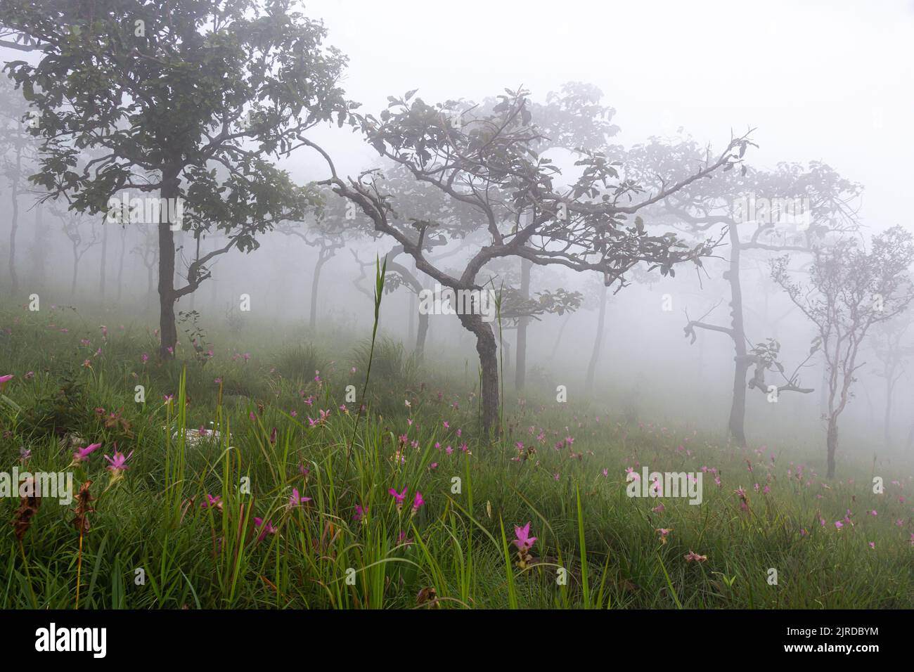 Wild siam tulip field ( Curcuma sessilis ) with mist in the morning at Pa Hin Ngam national park . Chaiyaphum , Thailand . Stock Photo