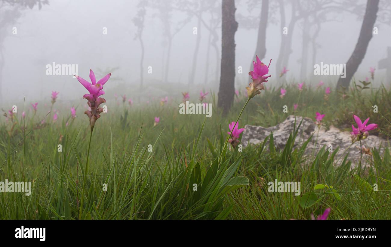 Wild siam tulip field ( Curcuma sessilis ) with mist in the morning at Pa Hin Ngam national park . Chaiyaphum , Thailand . Stock Photo