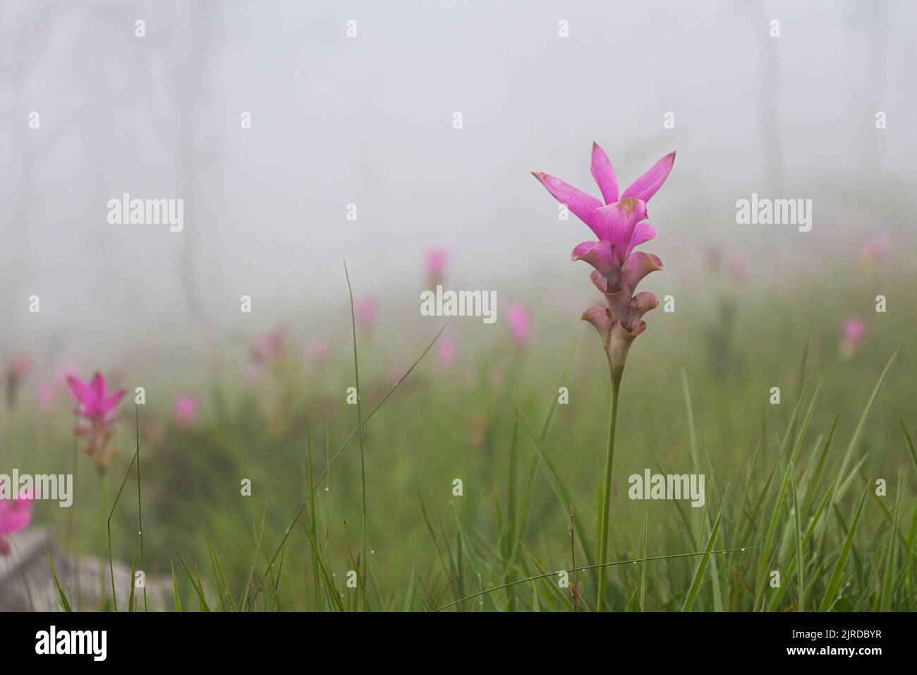 Wild siam tulip field ( Curcuma sessilis ) with mist in the morning at Pa Hin Ngam national park . Chaiyaphum , Thailand . Stock Photo