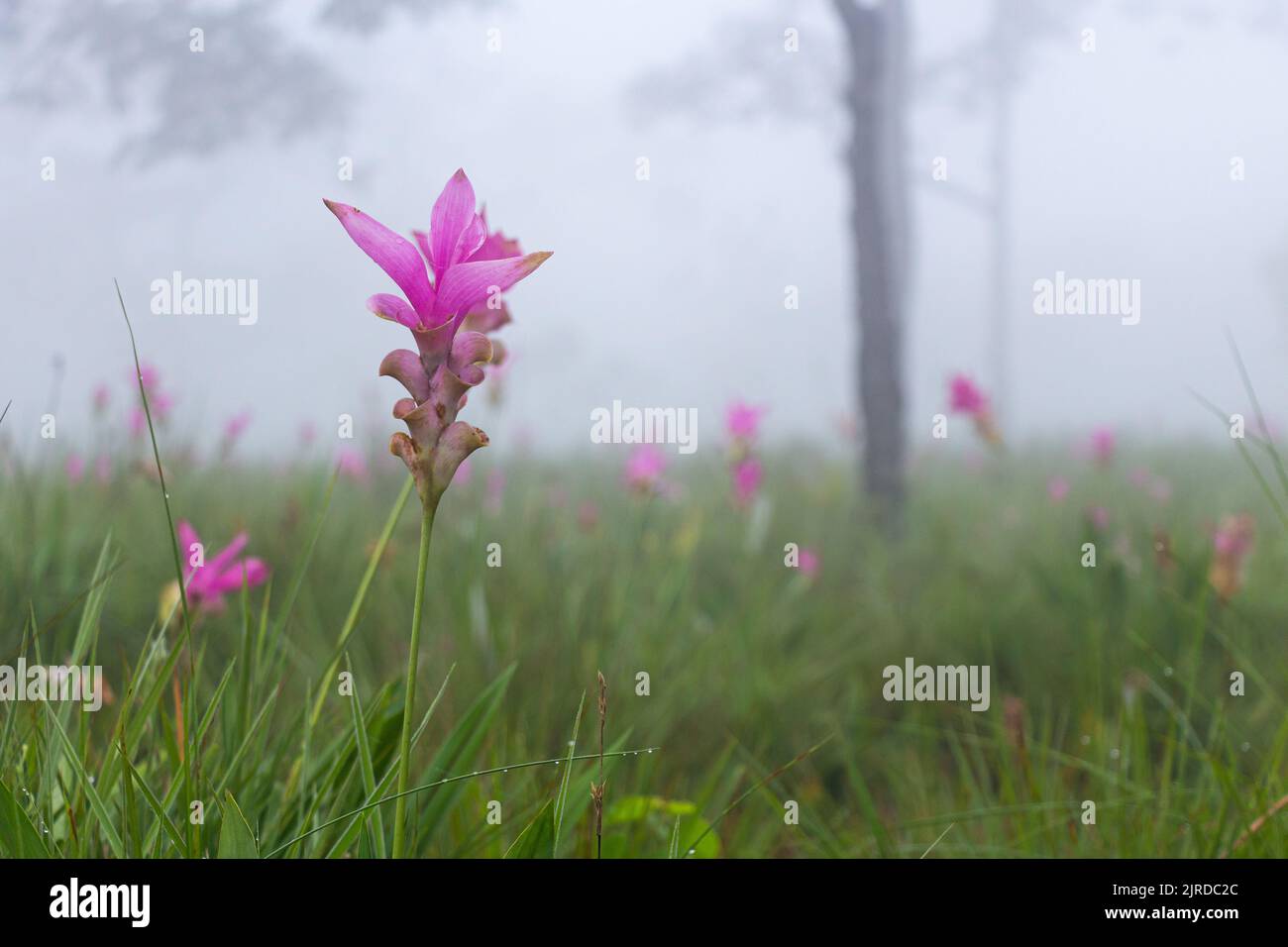 Wild siam tulip field ( Curcuma sessilis ) with mist in the morning at Pa Hin Ngam national park . Chaiyaphum , Thailand . Stock Photo