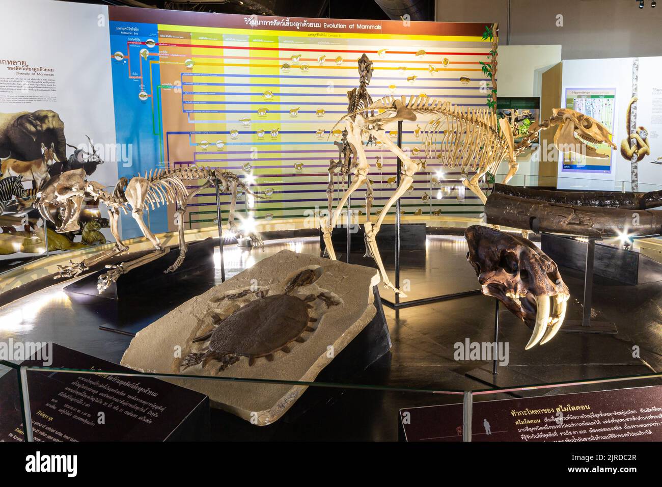 Kalasin, Thailand - AUGUST 16, 2022 : Saber - toothed tiger ( Hoplophoneus primaevus ) skeleton was exhibited at Sirindhorn Museum . Stock Photo