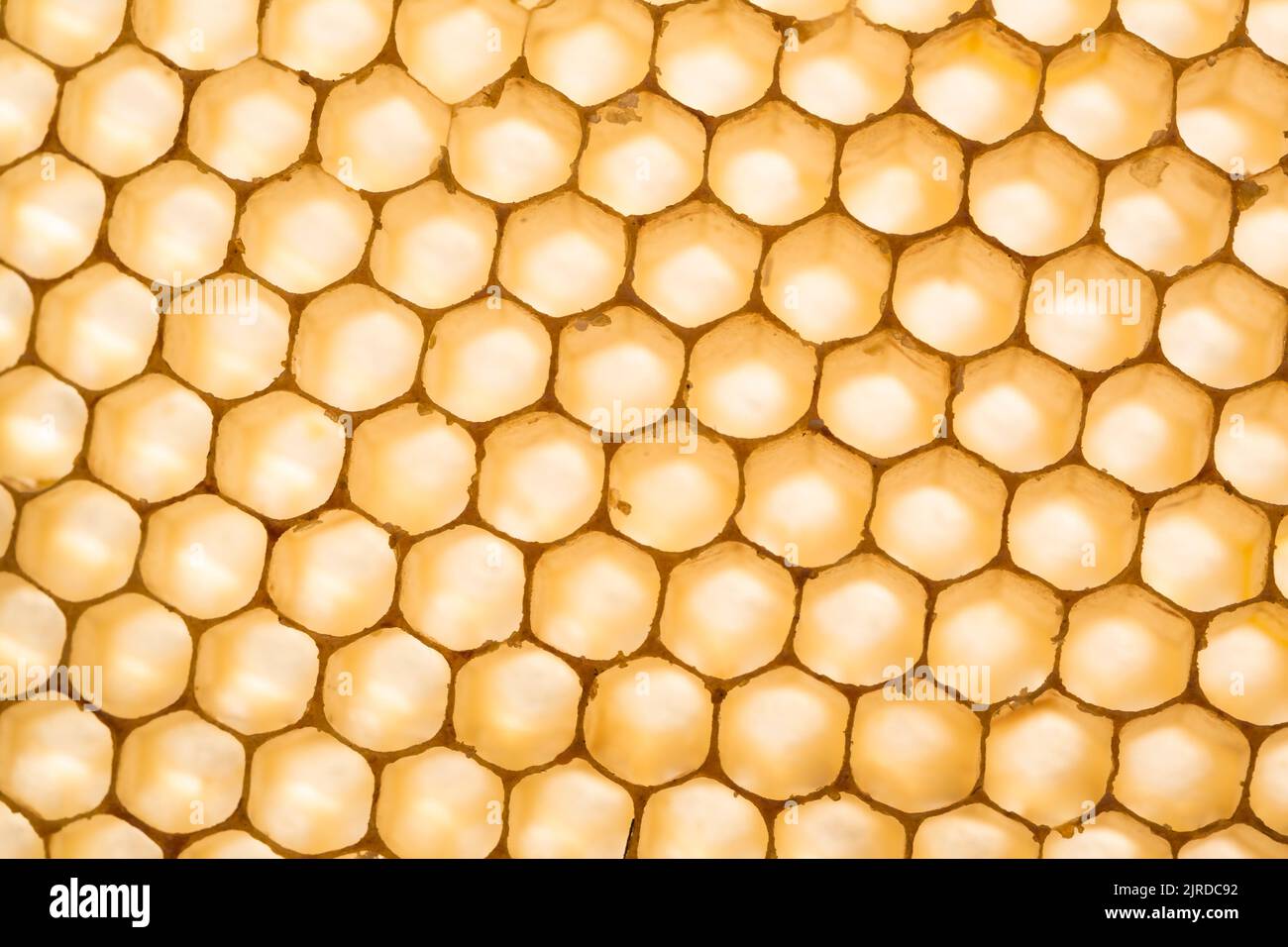 Closeup honeycomb background macro unicolor scene with tipicaly hexagonal structure of optimal relocalization on surface Stock Photo