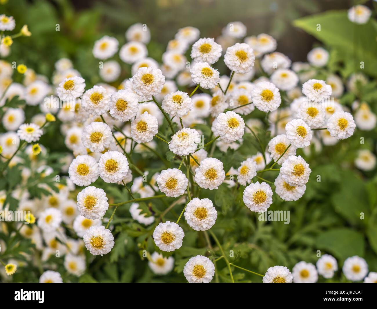 Colourful Feverfew Flowers, Tanacetum parthenium. Beautiful white and yellow flowers Tanacetum parthenium. Stock Photo
