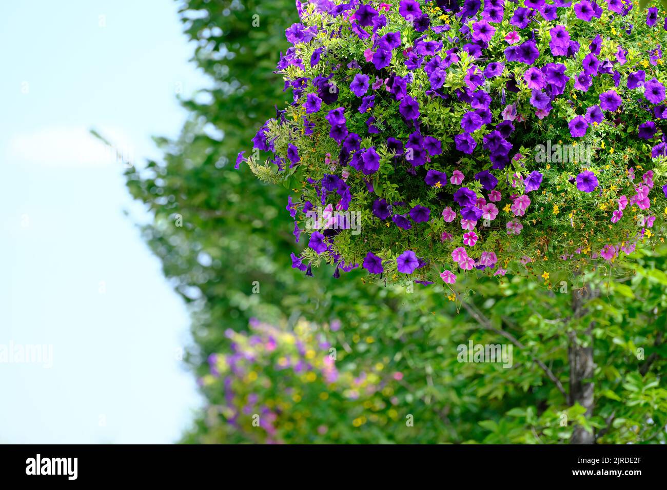 Hanging flower baskets on Calgary downtown streets in summer Stock