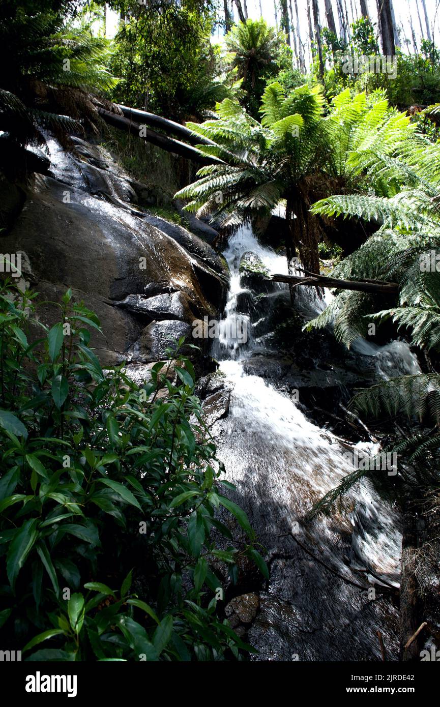 Phantom Falls are on Phantom Creek, which flows into the nearby Taggerty River. The falls are hidden in lush tree ferns - hence the name. Stock Photo