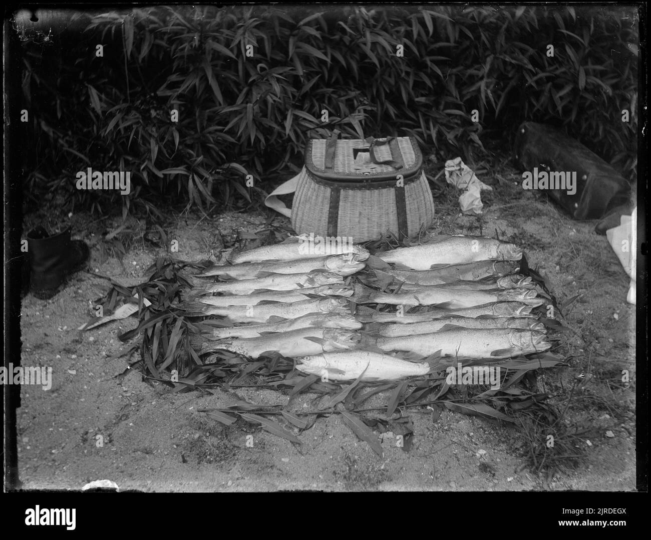A day's catch, 1915, New Zealand, by Fred Brockett Stock Photo Alamy