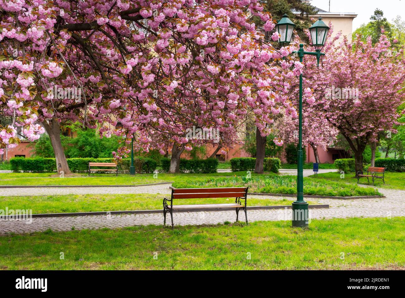 park in cherry blossom. beautiful urban scenery in spring. hanami ...