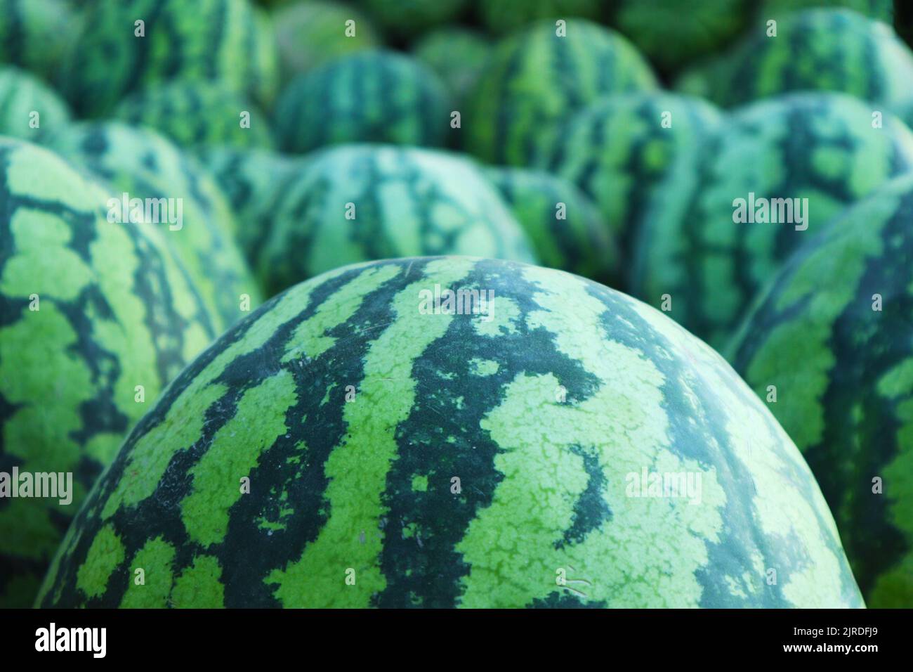 Big watermelons hires stock photography and images Alamy
