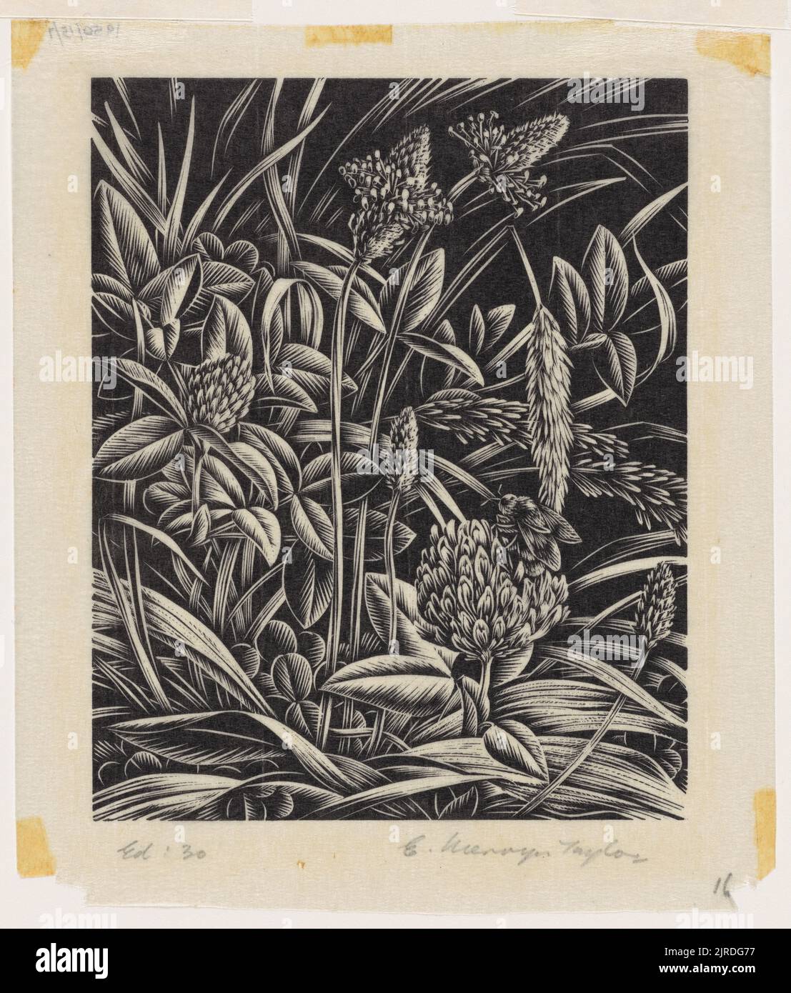 Clover, 1946, Wellington, by E Mervyn Taylor. Gift of the New Zealand Academy of Fine Arts, 1950. Stock Photo