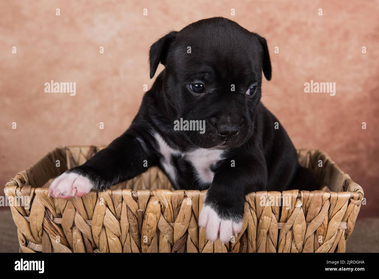 Black and white American Staffordshire Terrier dog or AmStaff puppy on brown background Stock Photo