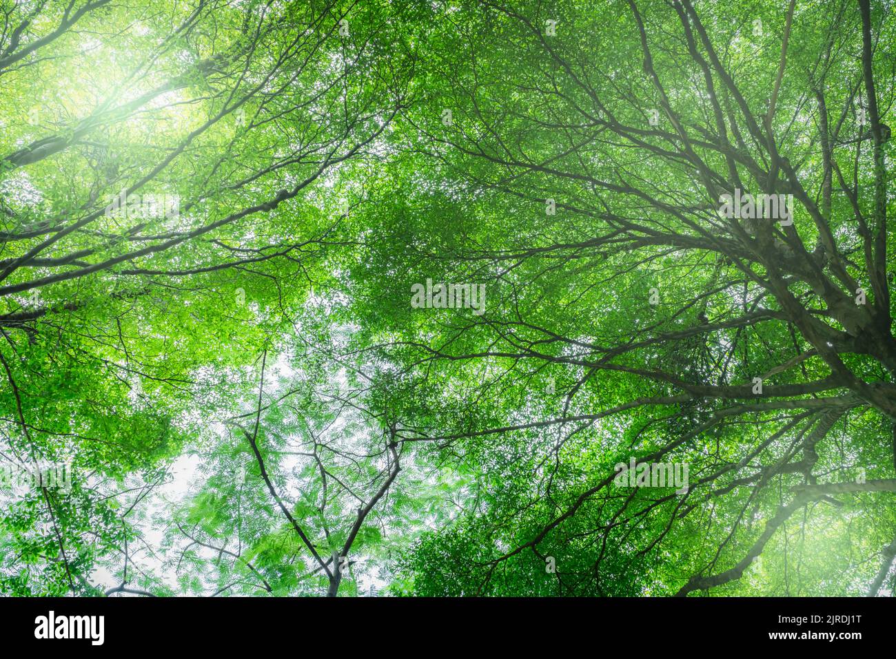 Bottom view of tree with green leaves in tropical forest with sun light