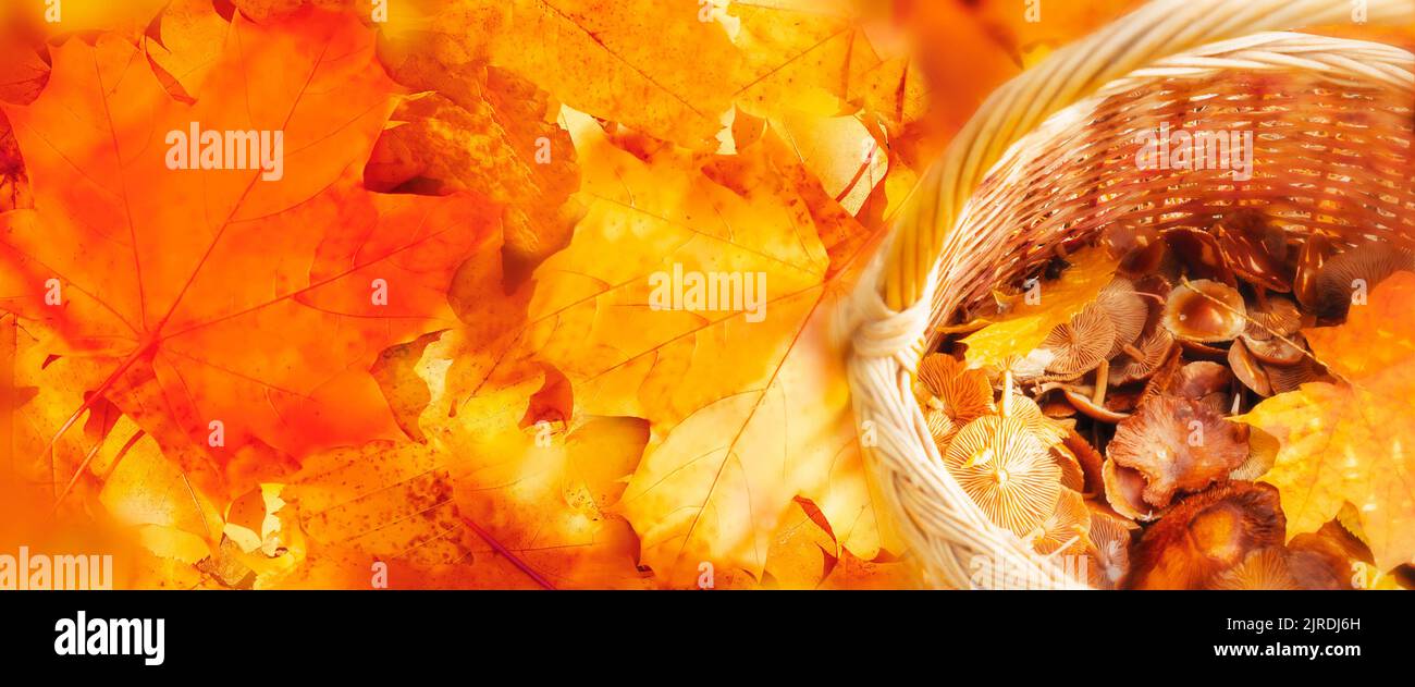 Basket with mushrooms on bright multicolor fall foliage. Panoramic autumn landscape. Natural fall background. Lifestyle concept. Copy space Stock Photo