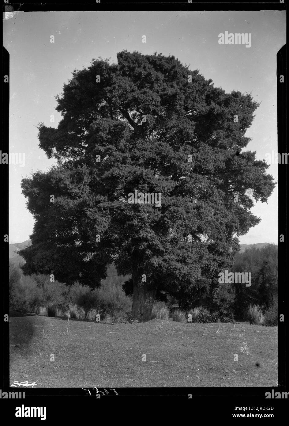 Podocarpus Totara or Totara tree, Circa 1940, by James McDonald. Stock Photo