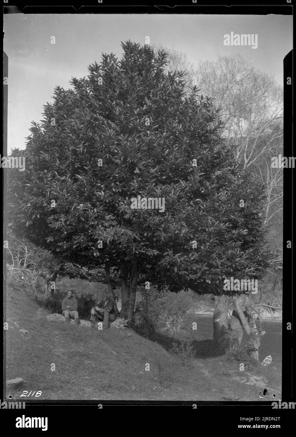 Corynocarpus laevigatus or Karaka, Circa 1910, by James McDonald Stock