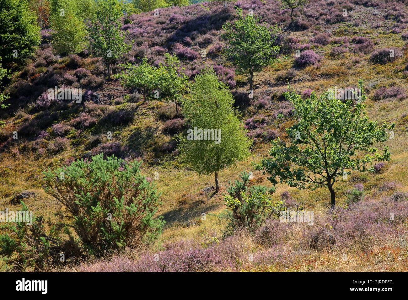 Colorful scenery with flowering heather in August on the hills of the Posbank  in National Park Veluwezoom, Rheden, Gelderland, Netherlands Stock Photo