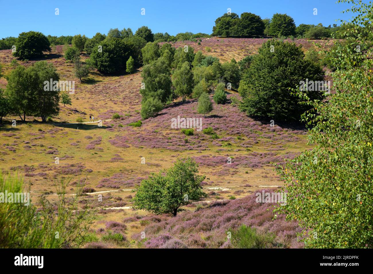 Colorful scenery with flowering heather in August on the hills of the Posbank  in National Park Veluwezoom, Rheden, Gelderland, Netherlands Stock Photo