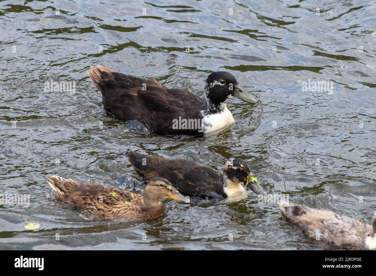 Mother duck and her cubs swimming in the creek. Top view of four ducks swimming. Wildlife idea concept. Waterfowl. Animals living in groups. No people Stock Photo