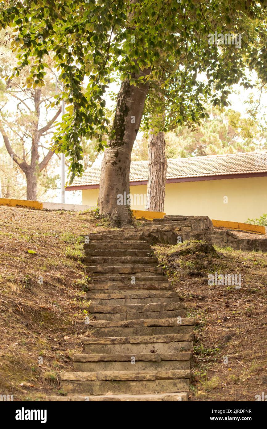 Curvy staircase between trees in natural park. Vertical photo in sepia tones. Stone stairway running through the earthen floor. one summer afternoon. Stock Photo