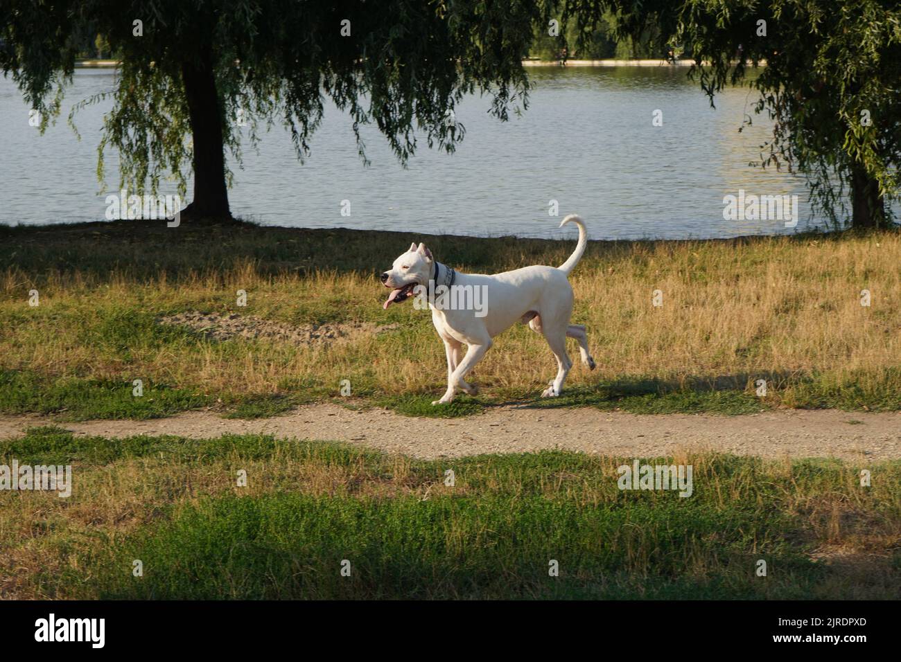 Dogo Argentino large white purebred young dog walking on lake shore on summer day Stock Photo