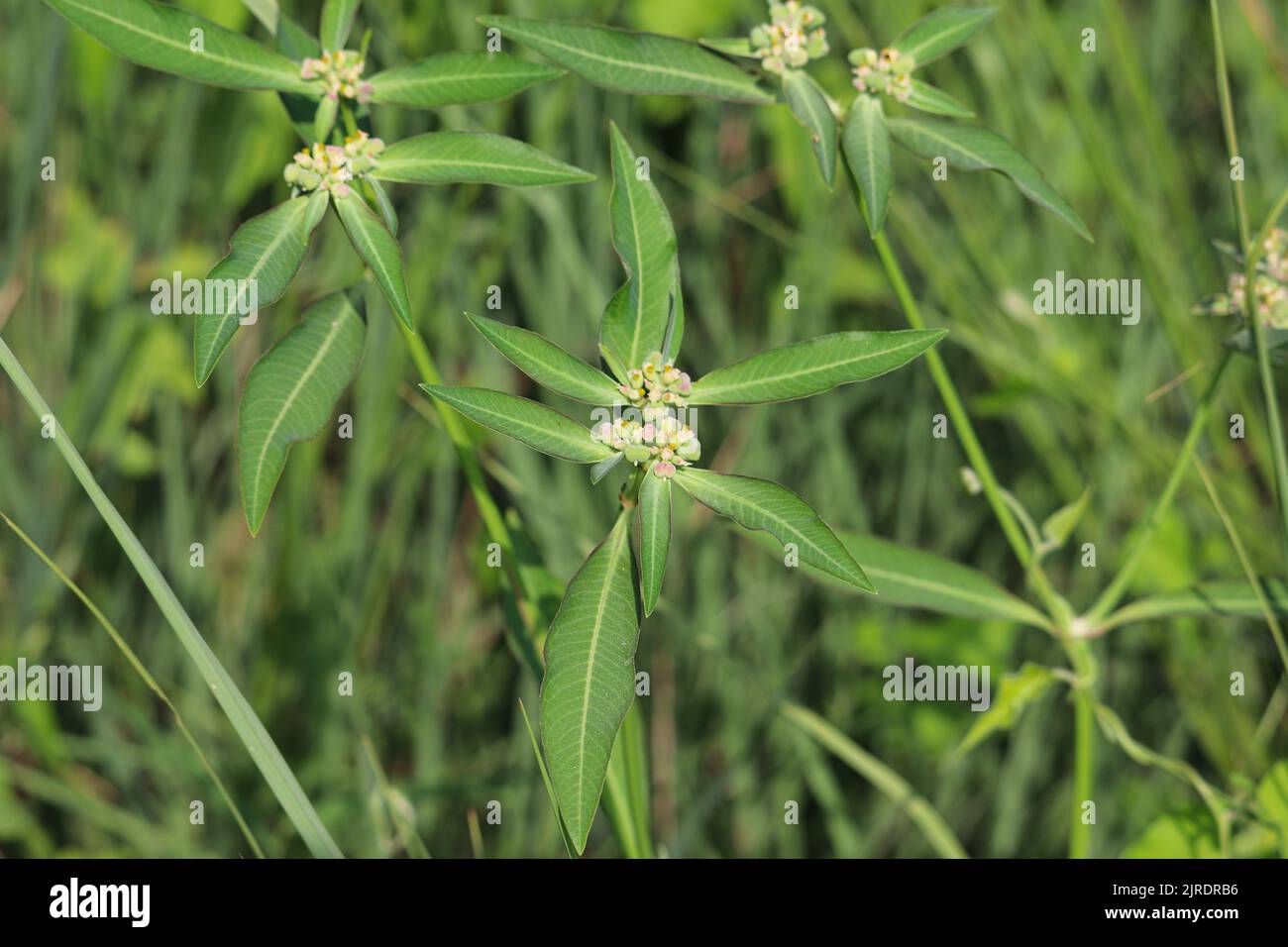 Euphorbia davidii hi-res stock photography and images - Alamy