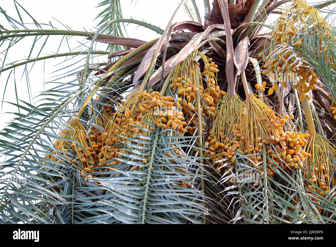 Palm tree with yellow dates at the farms of west bank of Nile in Luxor