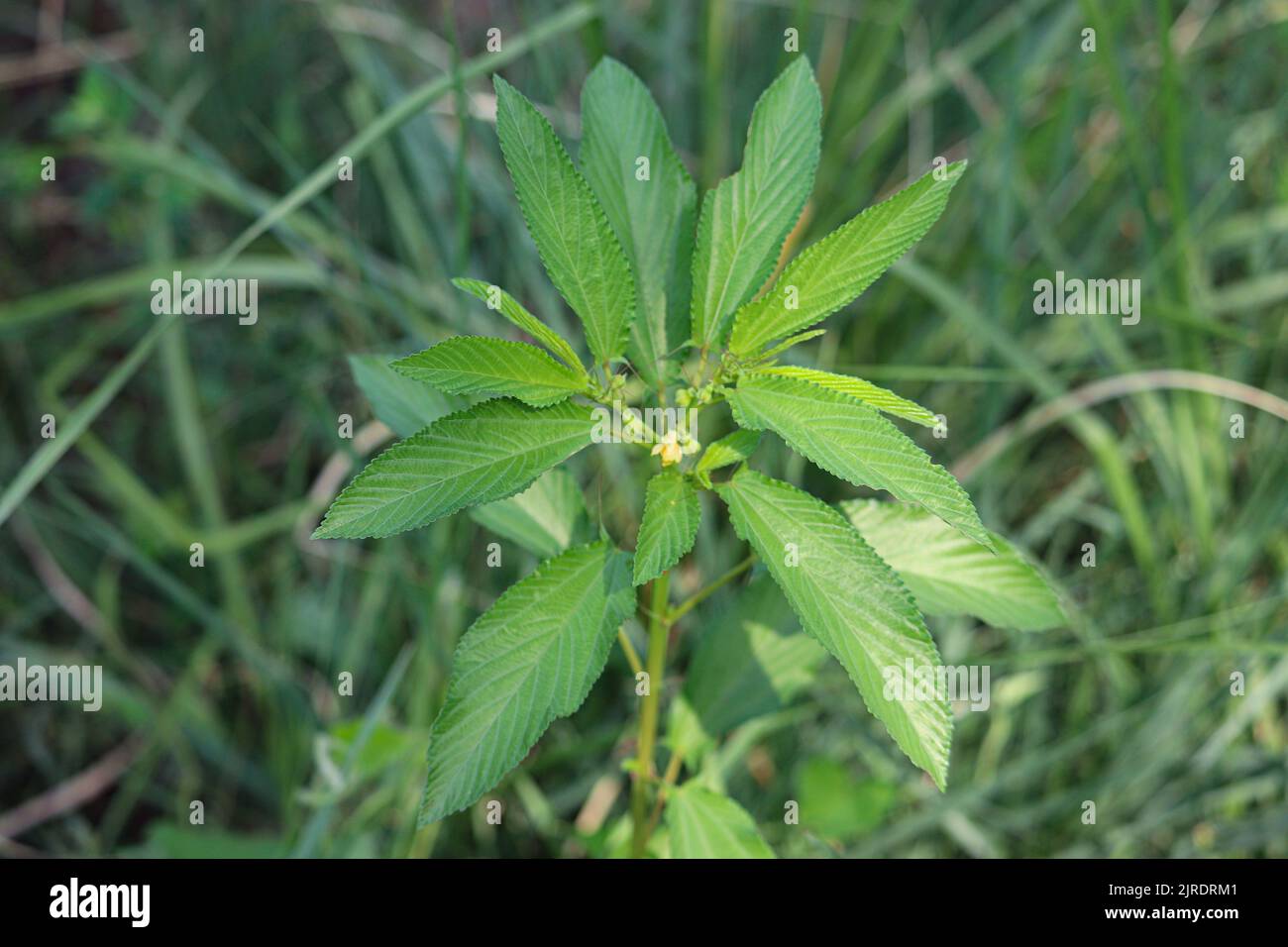 Green leaves of Jute mallow or nalta jute (Corchorus olitorius) at a farm on the west bank of Nile in Luxor, Egypt Stock Photo