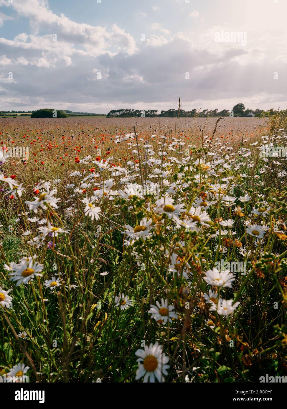 Farmland field set a side for a wildflower meadow in late spring / early summer - sustainable farming Stock Photo