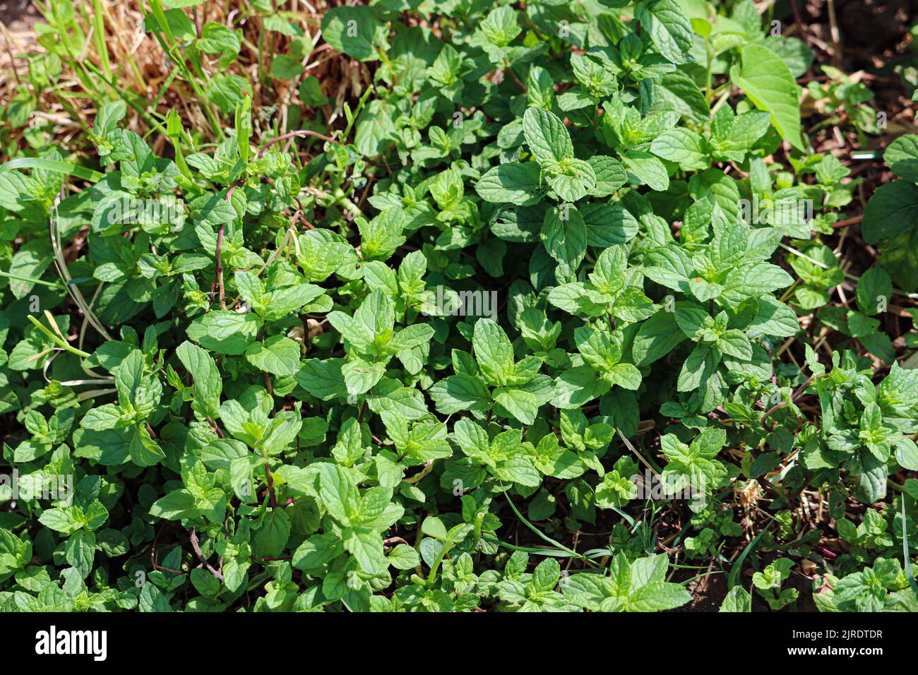 Green leaves of mint plant at the farms of west bank of Nile in Luxor, Egypt Stock Photo