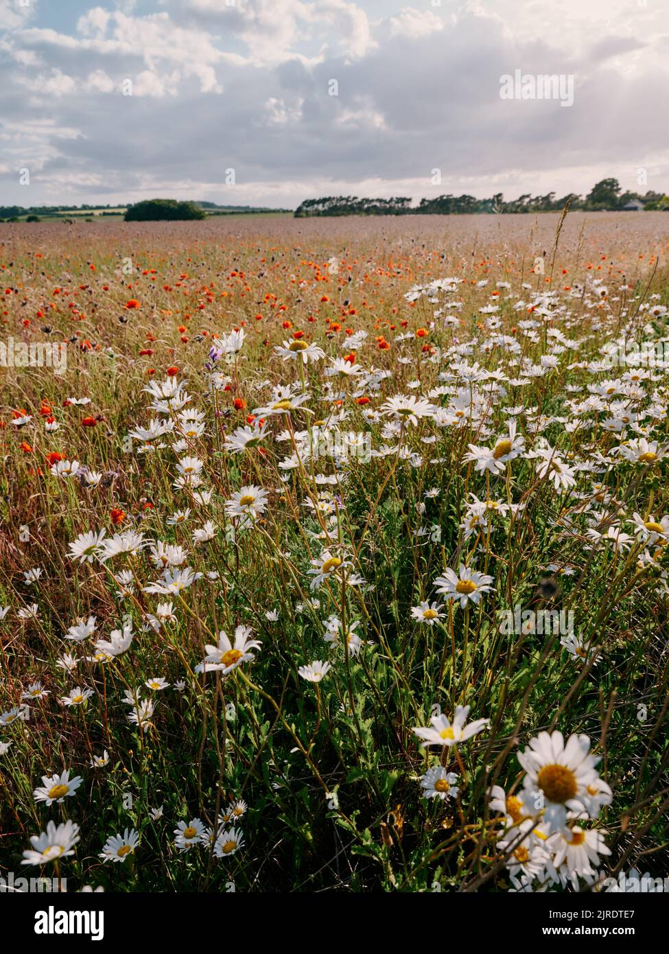 Farmland field set a side for a wildflower meadow in late spring / early summer - sustainable farming Stock Photo