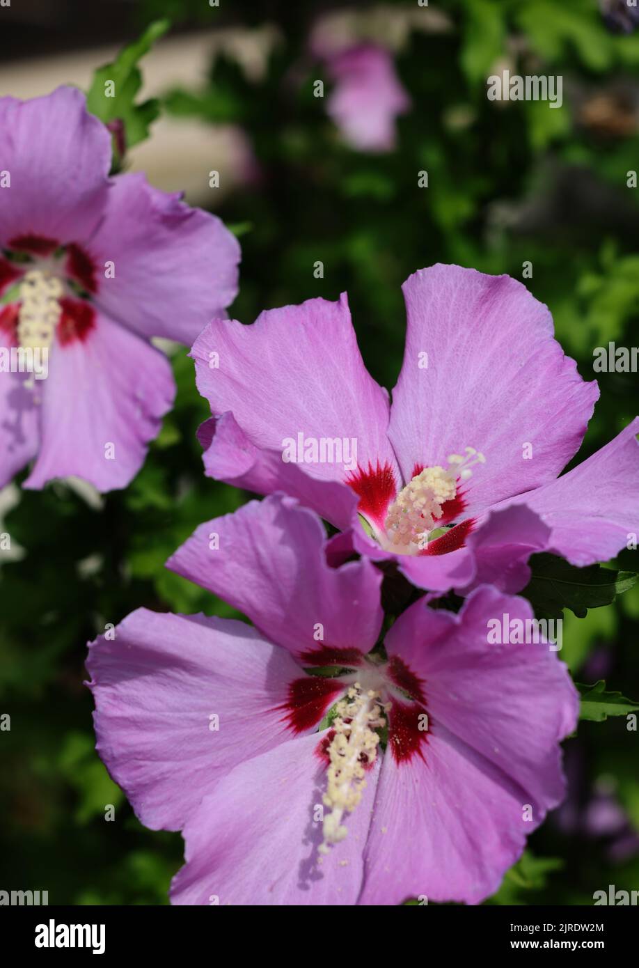 Beautiful pink flowers of Hibiscus syriacus in garden Stock Photo - Alamy