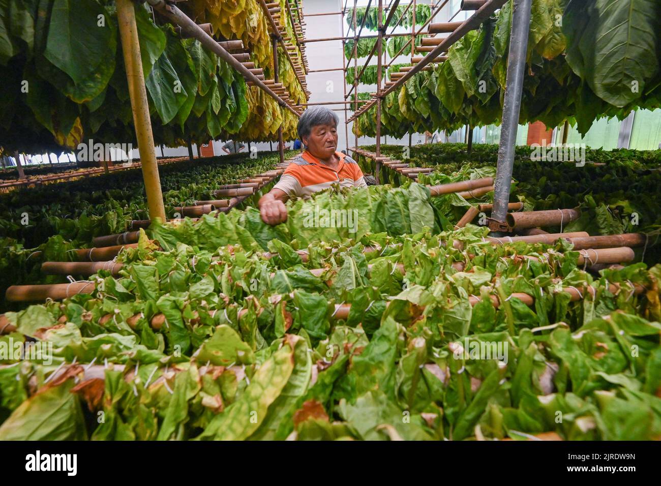 china tobacco stock China tobacco hi-res stock photography and images