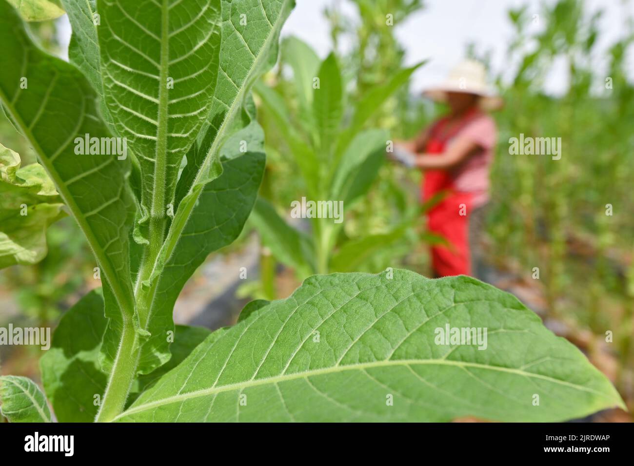 north carolina tobacco history The History of Tobacco Barns in North Carolina