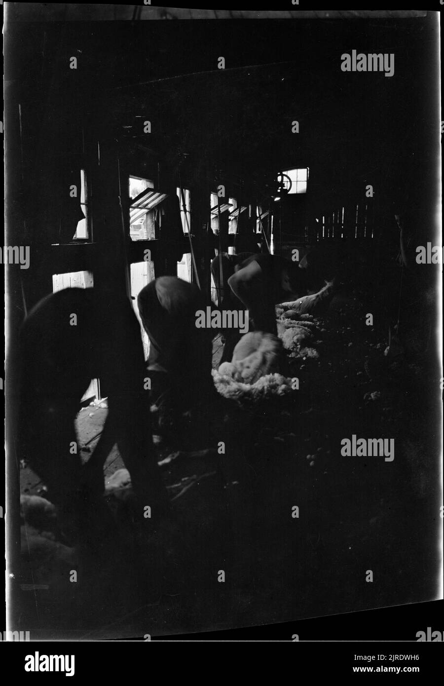 Shearers at work, 1922, Australia, maker unknown Stock Photo Alamy