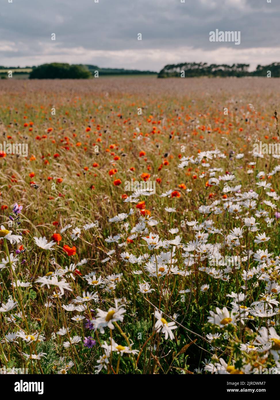 Farmland field set a side for a wildflower meadow in late spring / early summer - sustainable farming Stock Photo