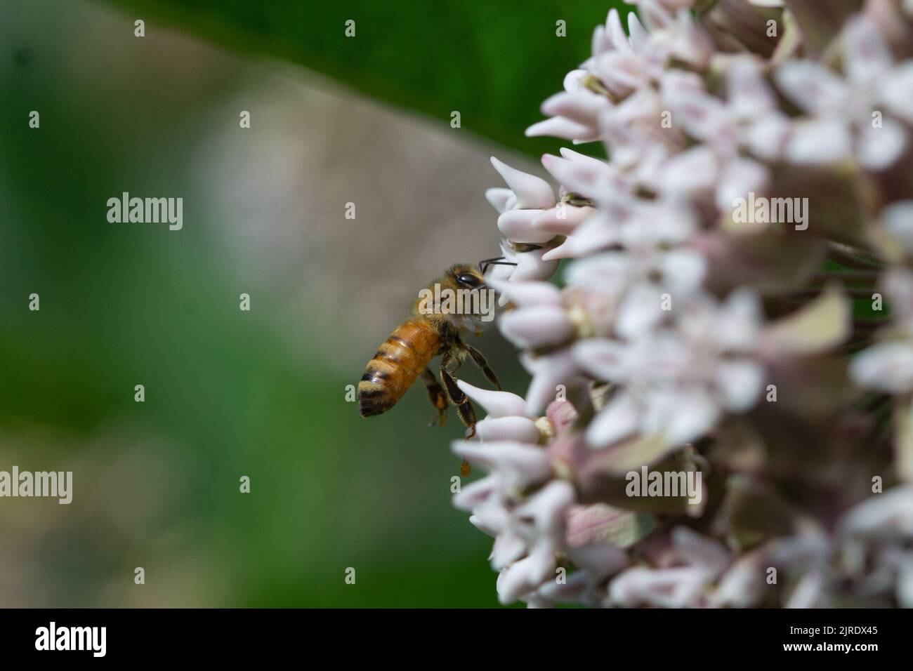 Closeup bee pollen hi-res stock photography and images - Alamy