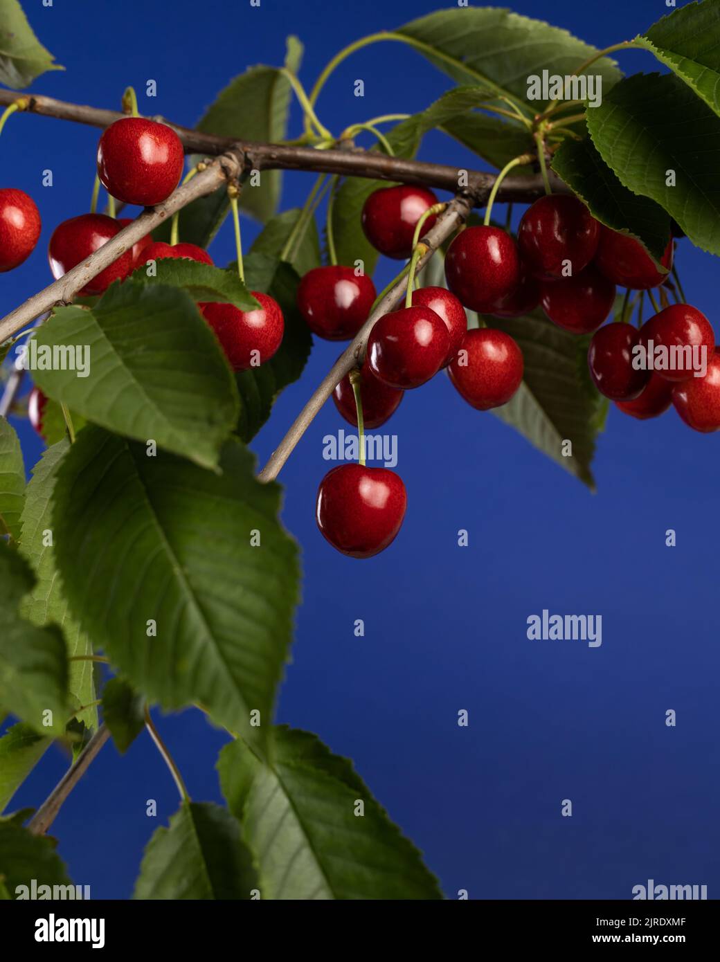 Ripe red cherries hang on a branch on a blue background. Harvest ...