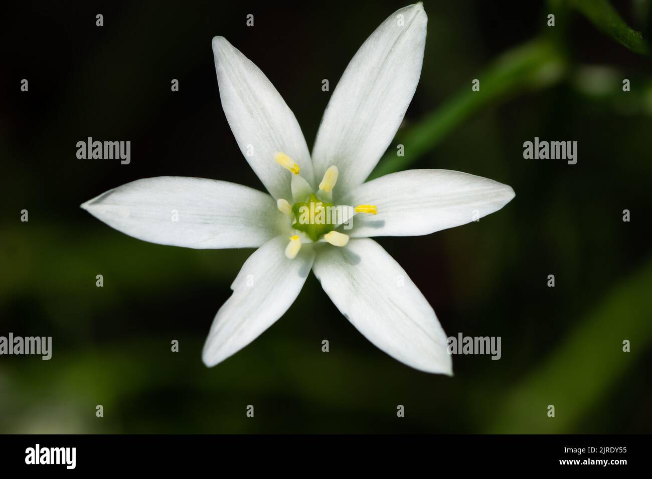 A closeup shot of a blooming white Ornithogalum flower Stock Photo