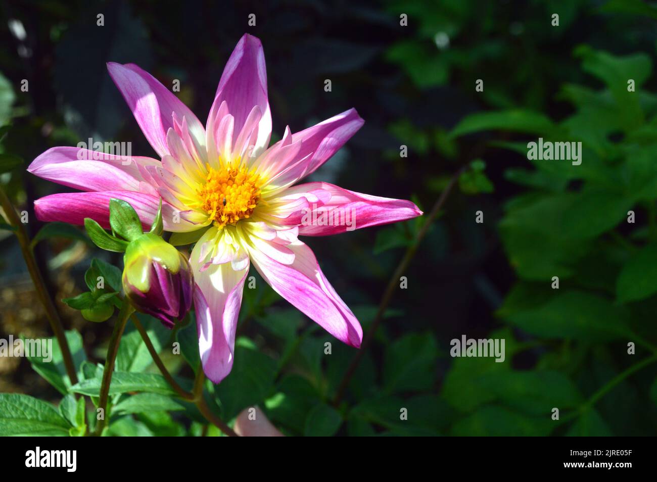 Single Star shaped Pink Dahlia 'Fancy Pants' Flower grown at RHS Garden Harlow Carr, Harrogate