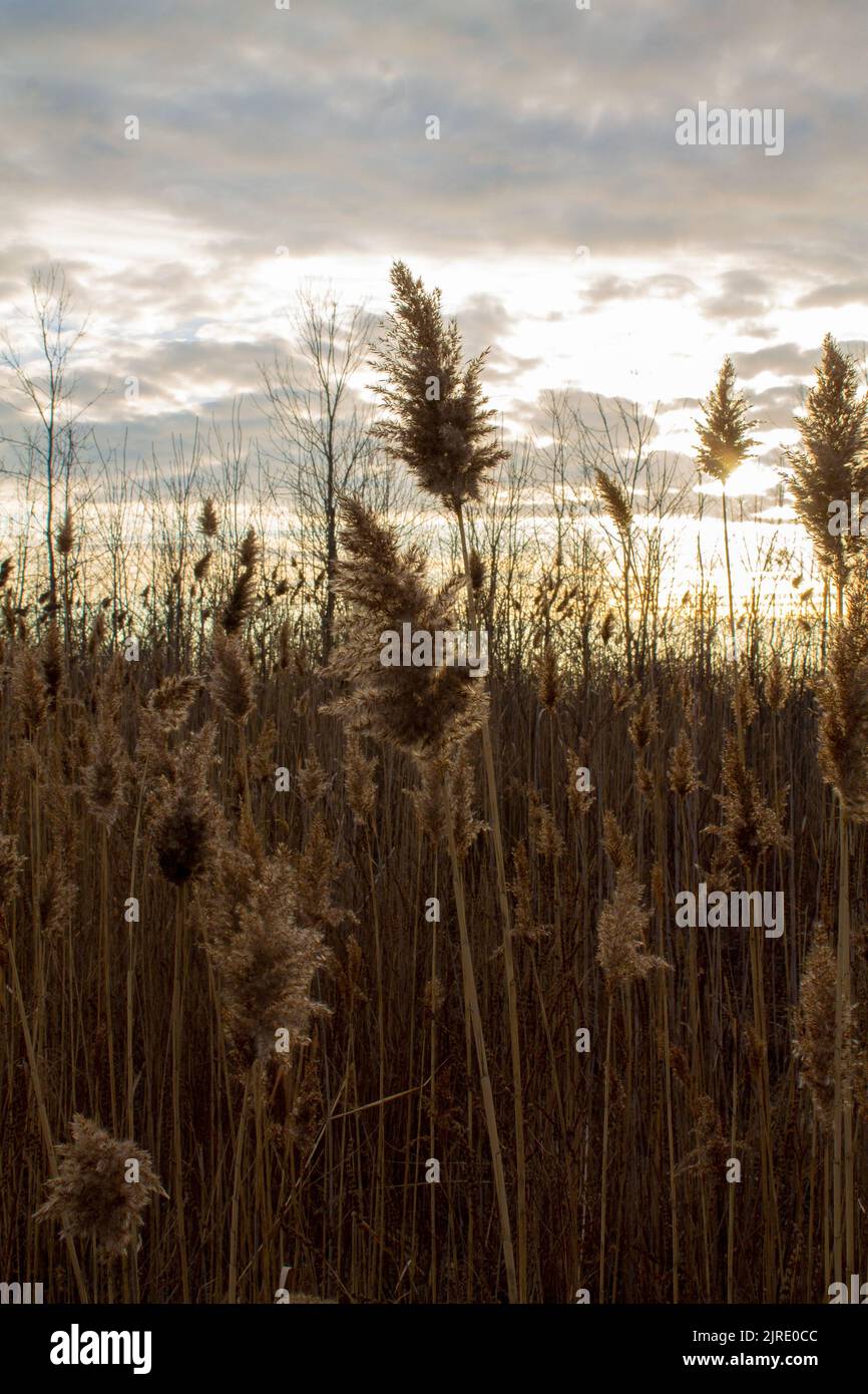 Landscape Field Reeds A vertical shot of wild reeds on a sunny field Stock Photo - Alamy