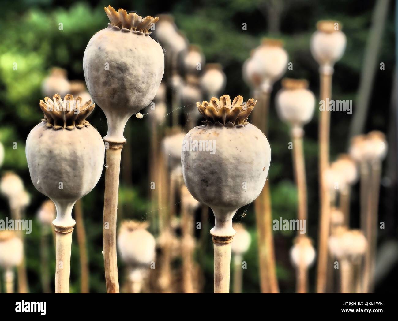 A group of oriental poppy (papaver orientale) heads which have dried and are ready to shed the dozens of seeds they each contain. August 2022. Stock Photo