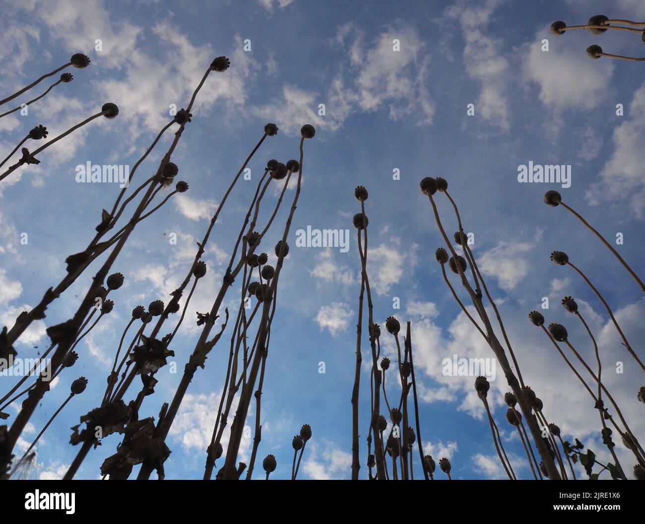 Wide view of self seeded oriental poppy (papaver orientale) seed heads and stems in a rewilded garden reaching up towards a lightly clouded blue sky. Stock Photo