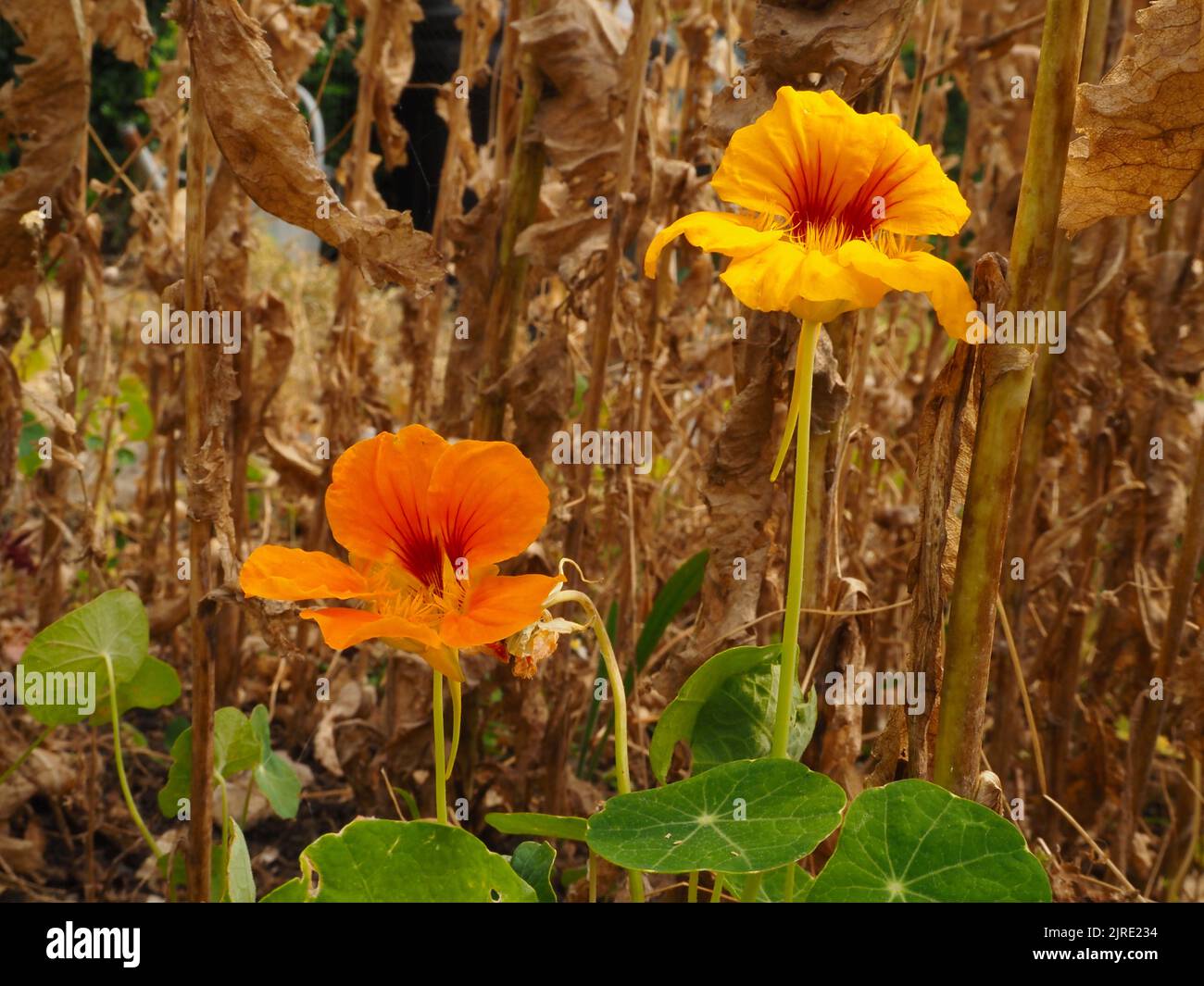 Orange and yellow Nasturtium flowers survive against a backdrop of dead stalks and foliage, in a garden in Bath, Somerset. July 2022. Stock Photo