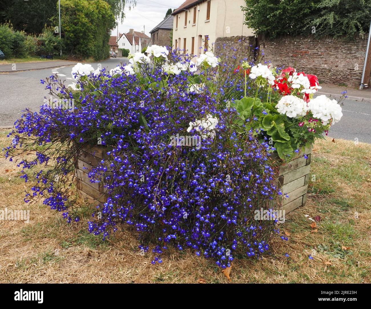 Flower display in wooden planter, Westerleigh Village Green, South
